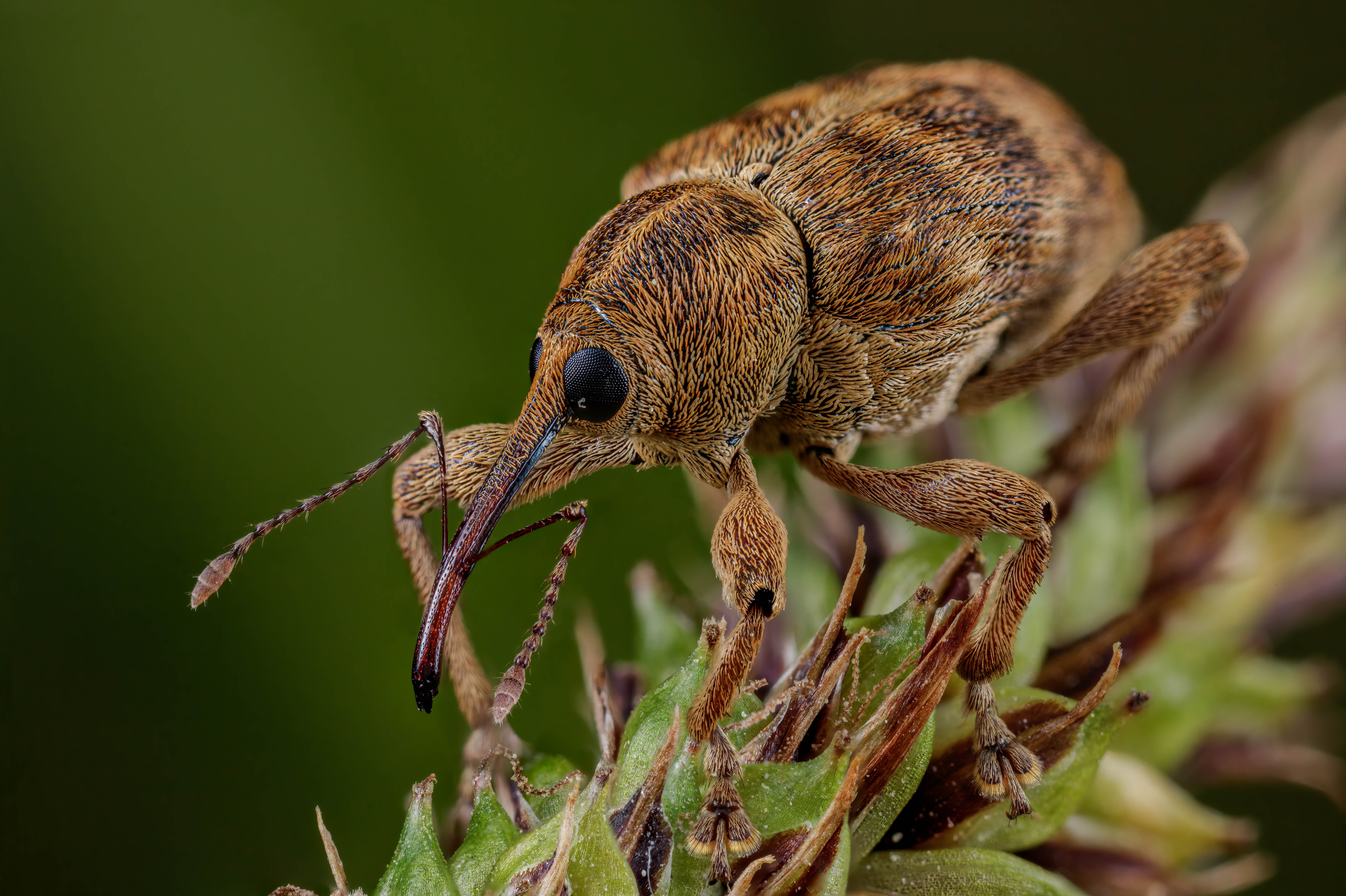 Acorn and Nut Weevil, Curculio sp., on a type of foxtail grass seed head